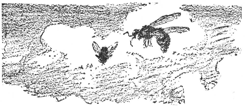 Insects flying