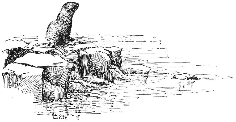 Seal on rocks near water