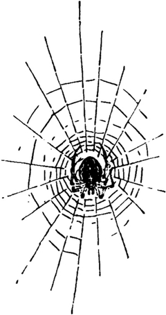 Die Spinne im Netz