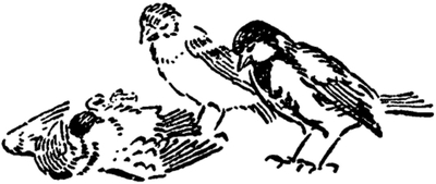 Buchfink und Kohlmeise beim toten Sperling