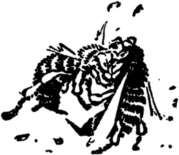 Der Kampf der Bienenprinzessinnen
