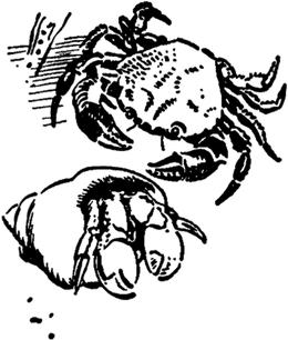 Die Krabbe greift den Einsiedlerkrebs an