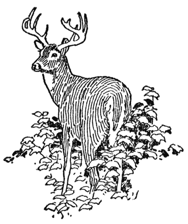 Deer.