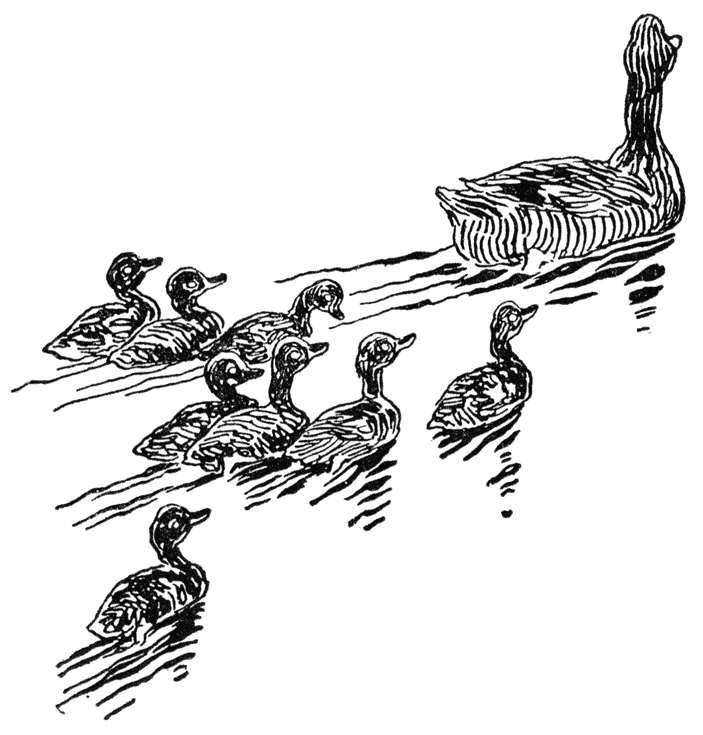 Mallard with ducklings.