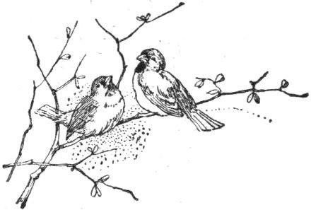 Zwei Singvögel auf einem Ast