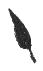 (Lanceolate leaf)