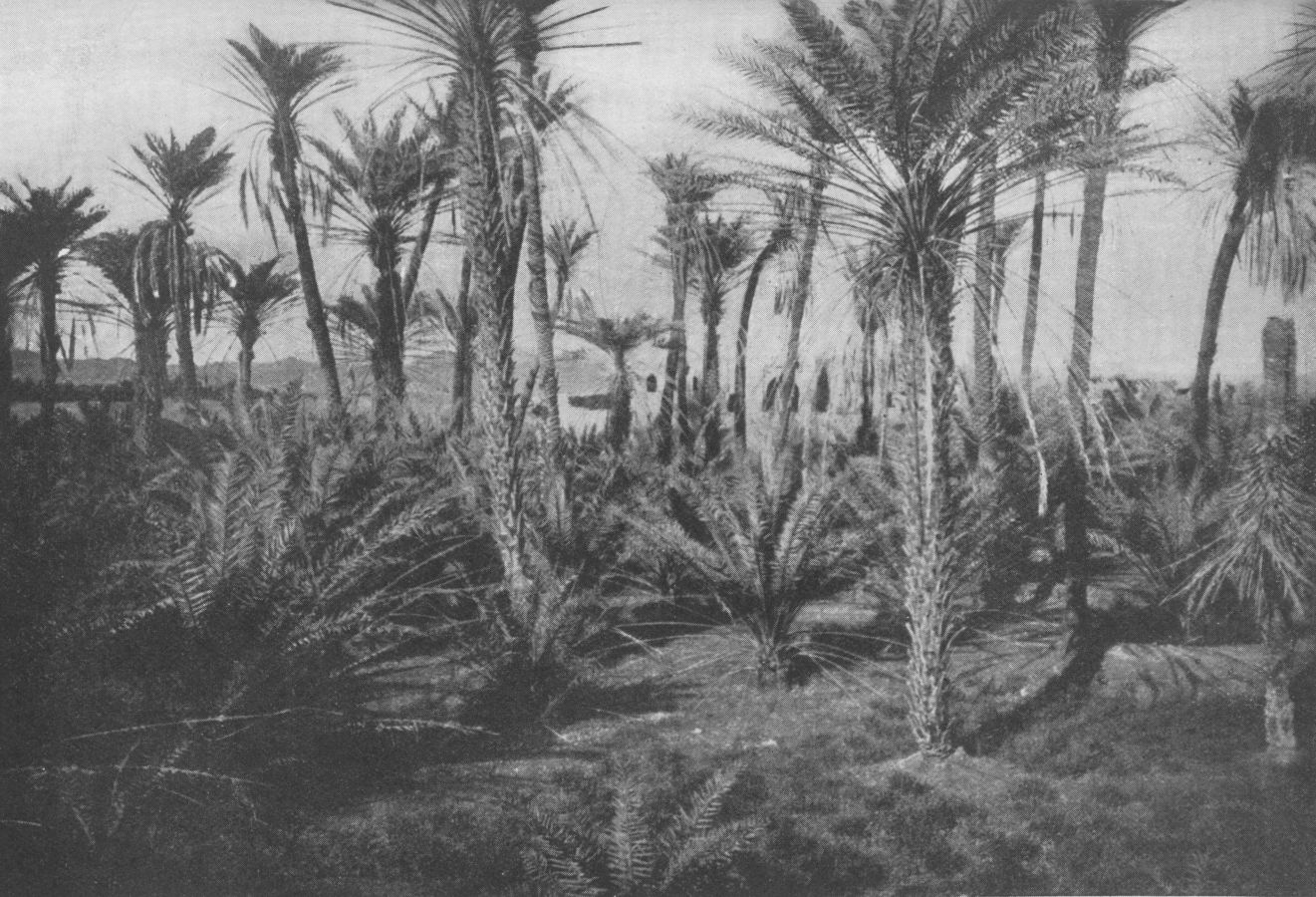 Photo wide shot of dense grove of palm trees