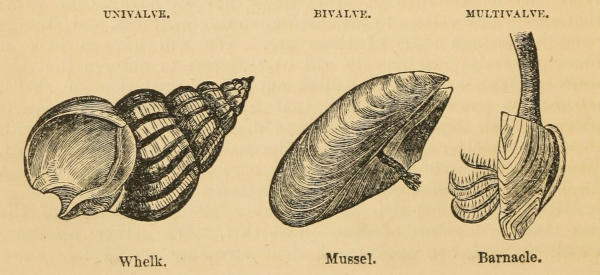 UNIVALVE. BIVALVE. MULTIVALVE.   Whelk. Mussel. Barnacle.