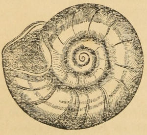 P. corneus, the Horny Planorbis