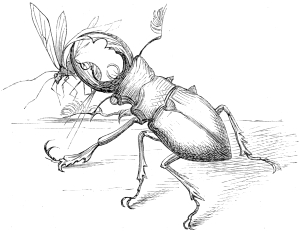 insect