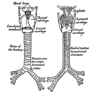 fig1