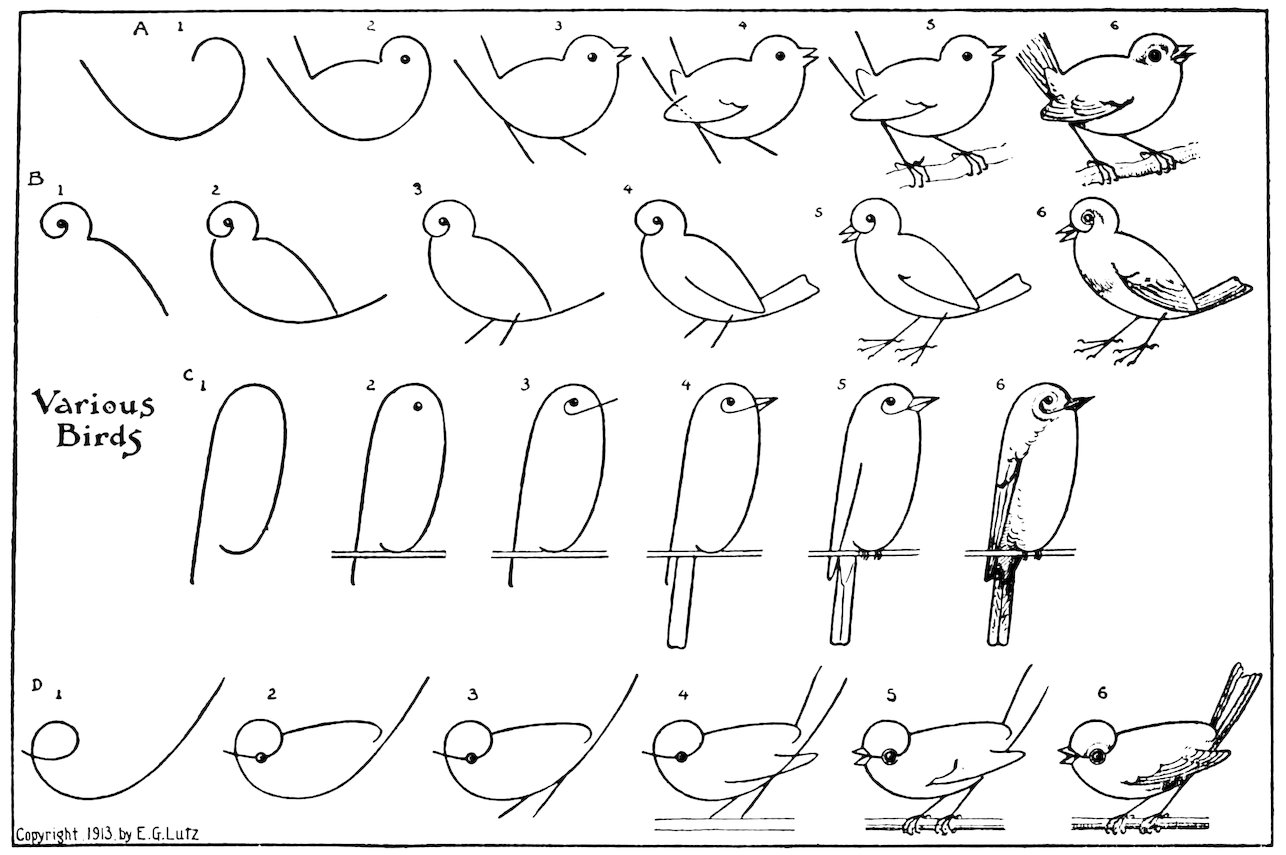 Various Birds