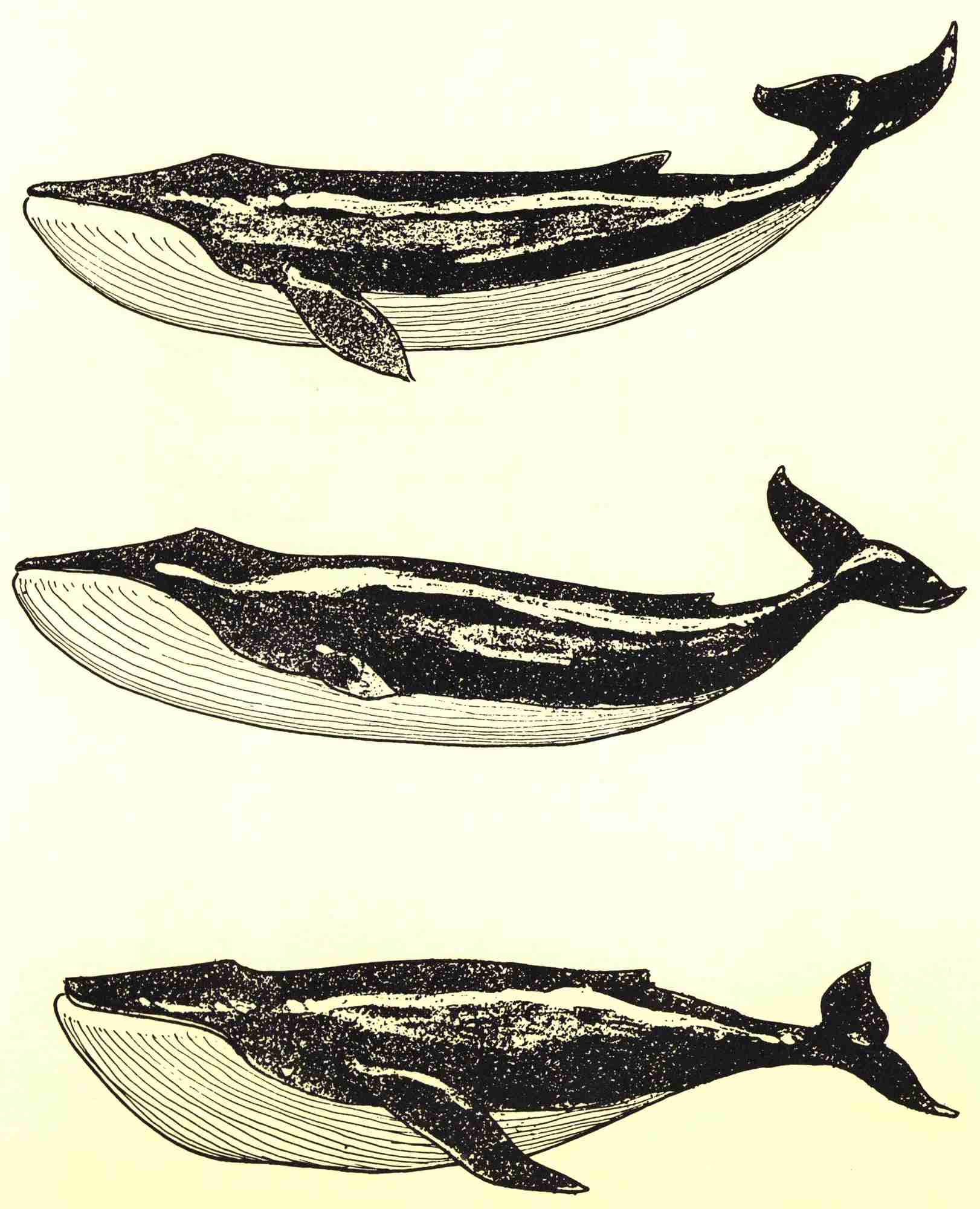 Whales