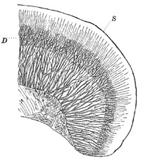 Fig. 12.