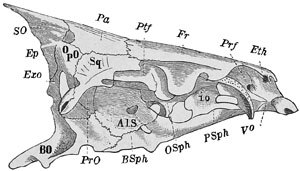 Fig. 24.