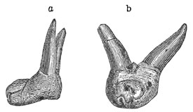 Fig. 58.