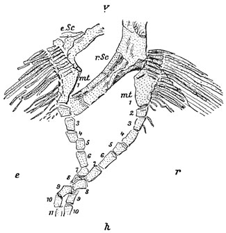 Fig. 59.