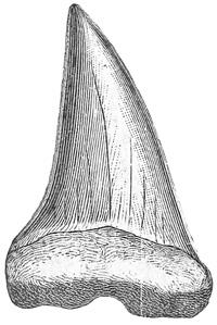 Fig. 83.