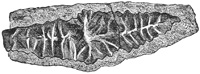 Fig. 86.