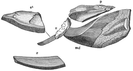 Fig. 124.