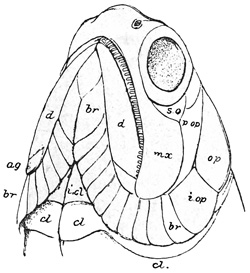 Fig. 168.