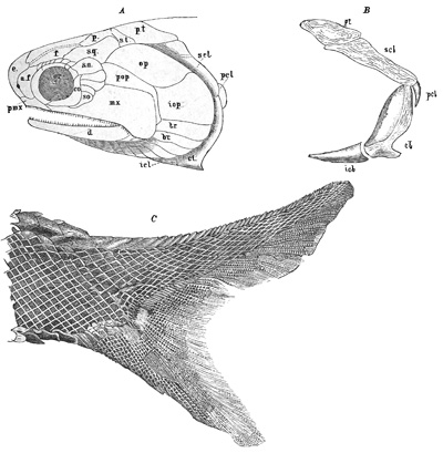 Fig. 170.