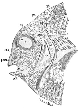 Fig. 178.