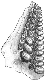 Fig. 181.