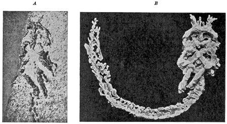 Fig. 30.