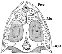 Fig. 289.