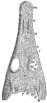 Fig. 297.