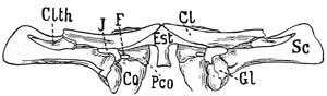 Fig. 324.