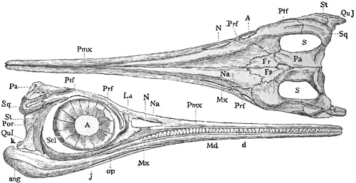 Fig. 362.