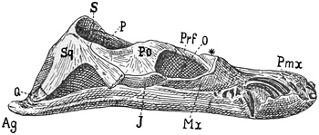 Fig. 381.