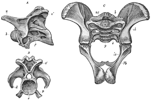 Fig. 433.