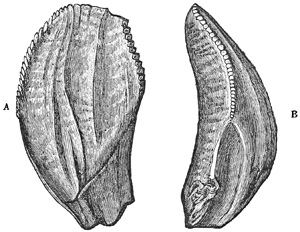 Fig. 438.