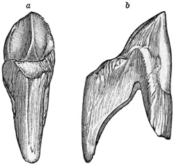 Fig. 446.