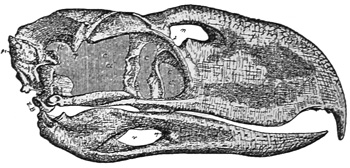 Fig. 471.