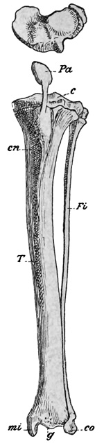 Fig. 484.