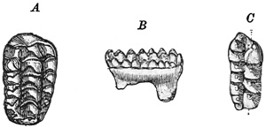 Fig. 494.