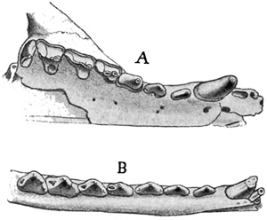 Fig. 522.