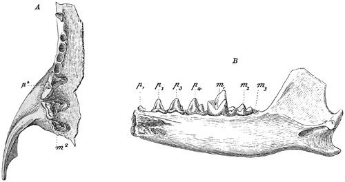 Fig. 552.