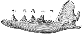 Fig. 563.