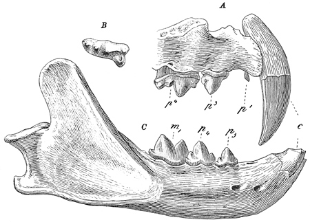 Fig. 568.