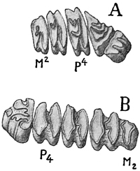 Fig. 602.