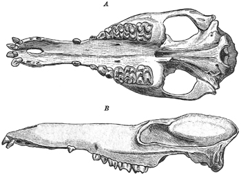 Fig. 663.