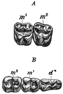 Fig. 668.