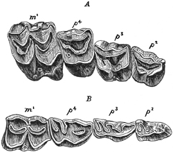 Fig. 684.