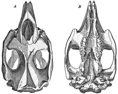 Fig. 738.