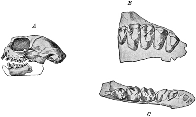 Fig. 742.